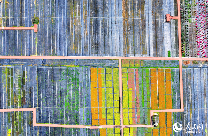 贛州市大余縣青龍鎮元龍村花卉苗木基地內，五顏六色的花卉苗木美不勝收。人民網 朱海鵬攝