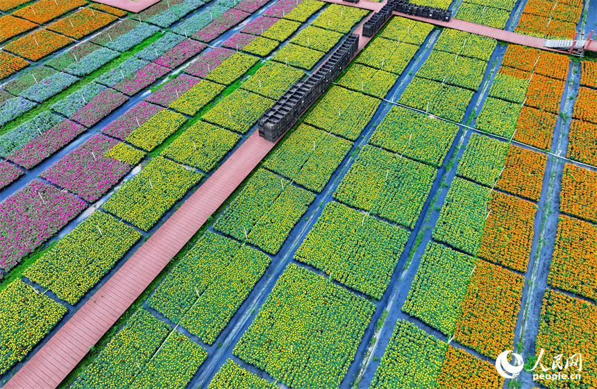 贛州市大余縣青龍鎮元龍村花卉苗木基地內，五顏六色的花卉苗木美不勝收。人民網 朱海鵬攝