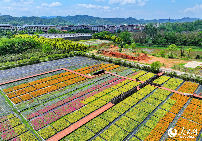 贛州市大余縣青龍鎮元龍村花卉苗木基地內，五顏六色的花卉苗木美不勝收。人民網 朱海鵬攝