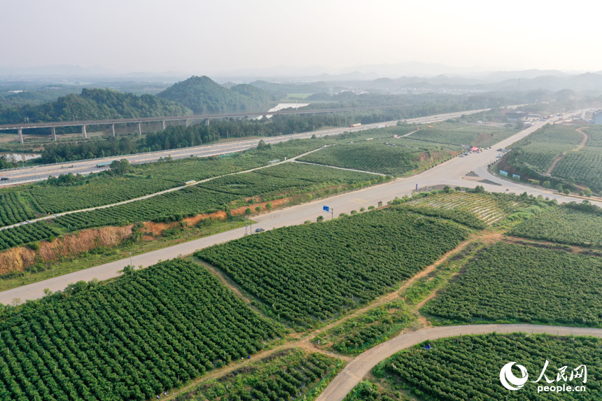 江西省撫州市東鄉區珀玕鄉東騰藍莓產業園1號基地郁郁蔥蔥，曾經的荒山成為人們體驗采摘樂趣的樂園。人民網記者 時雨攝