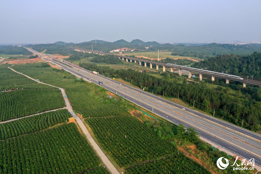 江西省撫州市東鄉區珀玕鄉東騰藍莓產業園1號基地郁郁蔥蔥，曾經的荒山成為人們體驗采摘樂趣的樂園。人民網記者 時雨攝