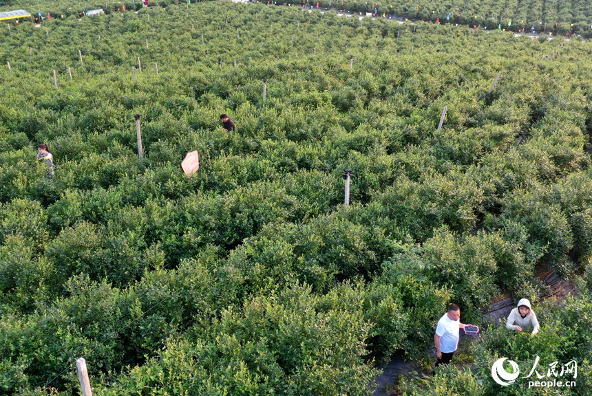 游客們在基地采摘藍莓，體驗采摘樂趣。人民網記者 時雨攝