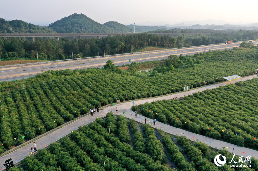 游客們在基地采摘藍莓，體驗采摘樂趣。人民網記者 時雨攝