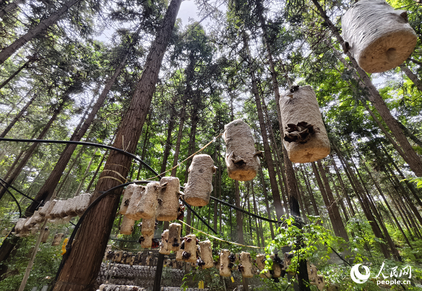 廣昌縣旴江林場的樹林間懸掛著的菌棒。人民網記者 時雨攝