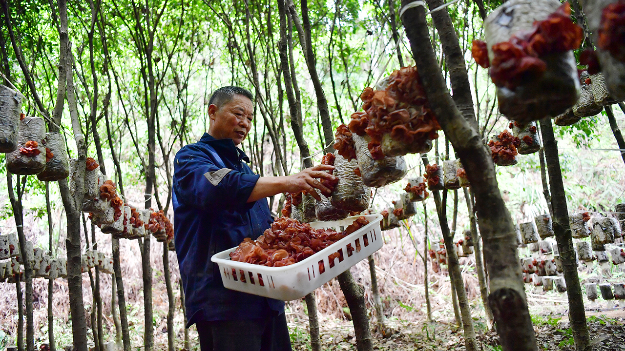 在廣昌縣旴江林場的綠蔭下，村民正在采摘成熟的脆木耳。