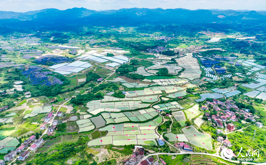 撫州市南豐縣萊溪鄉農光互補生態養殖基地，色彩斑斕的甲魚塘如同大地調色盤。人民網 朱海鵬攝