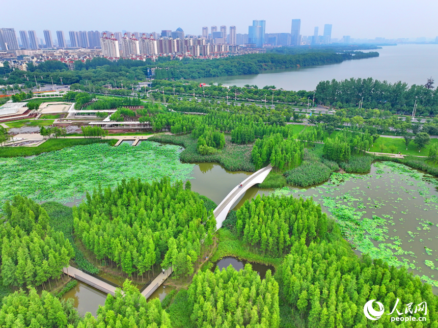 南昌市魚尾洲濕地公園，蔥蘢的樹木與水系、荷葉、游步道相映成趣。人民網 朱海鵬攝