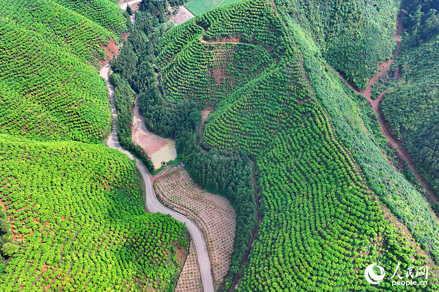 贛州市大余縣浮江鄉通村公路兩旁生機勃勃，生態修復后的礦山綠意盎然。人民網 朱海鵬攝