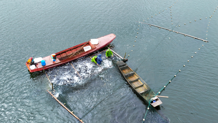 吉水縣阜田鎮雙山水庫，漁民們正忙著收網起魚。廖敏攝