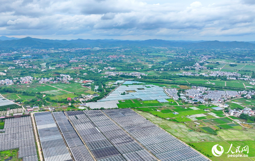 瑞金市葉坪鎮，整齊排列的蔬菜大棚與郁郁蔥蔥的田園相映成景。人民網 朱海鵬攝