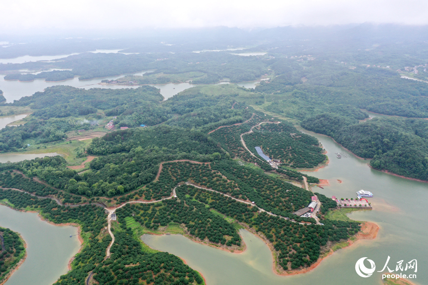 廬山西海上的新光楊梅島在航拍鏡頭下郁郁蔥蔥。人民網記者 時雨攝