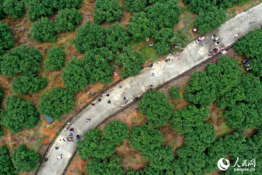游客們在新光楊梅島上采摘楊梅。人民網記者 時雨攝