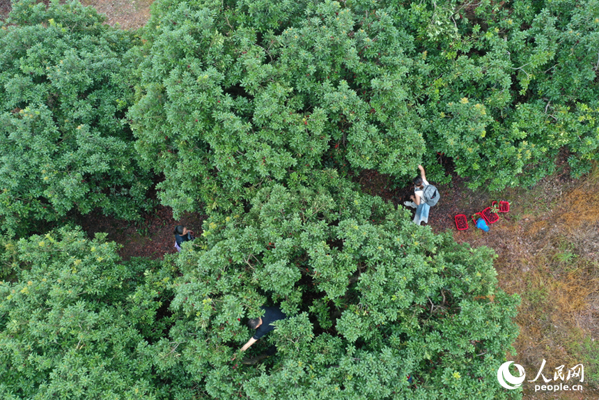 游客們在新光楊梅島上采摘楊梅。人民網記者 時雨攝