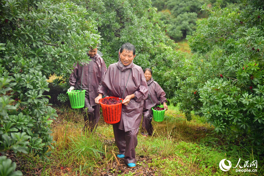新光楊梅島上的村民將采摘的新鮮楊梅供應市場。人民網記者 時雨攝