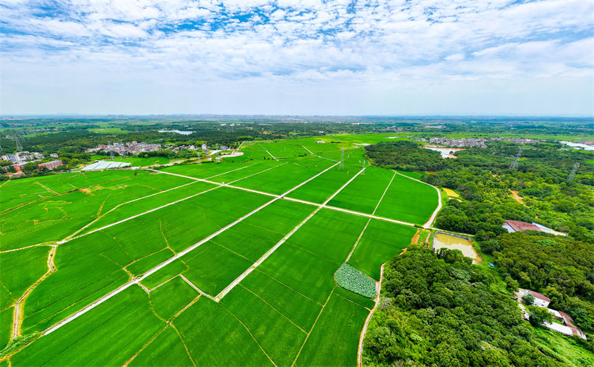 高標準農田里綠意盎然，與村莊、公路相映成景，勾勒出一幅生機勃勃的夏日田園畫卷。郭昊攝