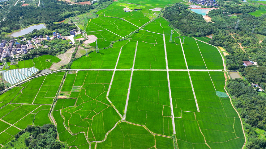 高標準農田里綠意盎然，與村莊、公路相映成景，勾勒出一幅生機勃勃的夏日田園畫卷。郭昊攝