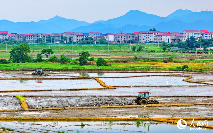 豐城市榮塘鎮北湖村，農機手在翻耕中稻農田，田間地頭一派繁忙。人民網 朱海鵬攝