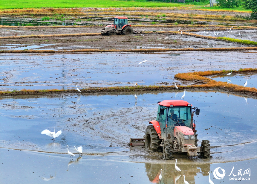 豐城市榮塘鎮北湖村，農機手在翻耕中稻農田，田間地頭一派繁忙。人民網 朱海鵬攝