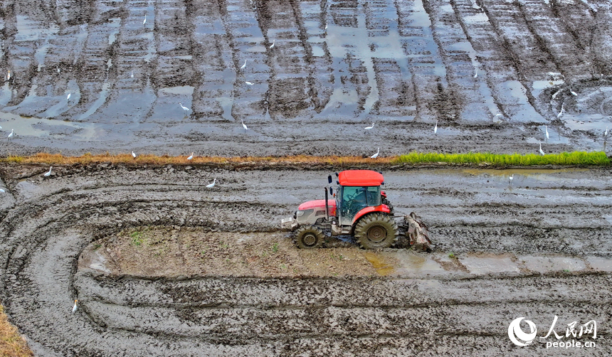 豐城市榮塘鎮北湖村，農機手在翻耕中稻農田，田間地頭一派繁忙。人民網 朱海鵬攝