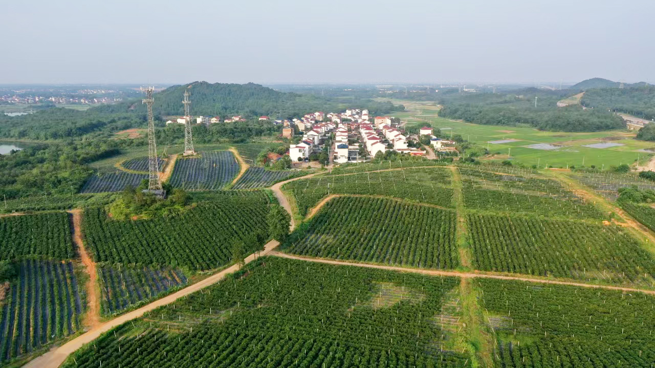 藍莓產業園1號基地郁郁蔥蔥，曾經的荒山成為人們體驗采摘樂趣的樂園。