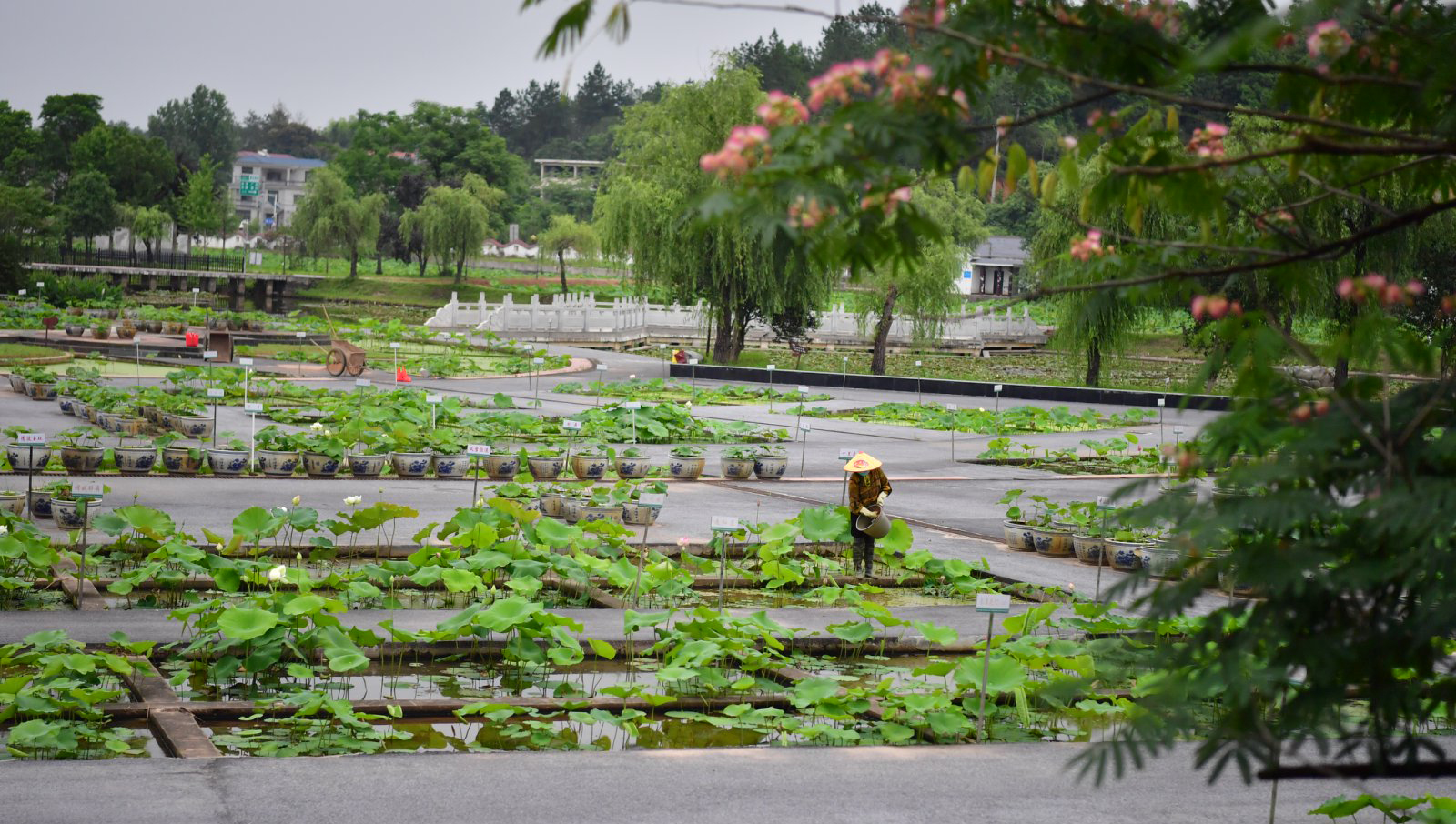 廣昌蓮花科技博覽園內，工人們正在養護培育的蓮花。