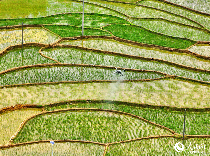 贛州市崇義縣鉛廠鎮穩下村，蓄水翻耕插秧后的梯田與山林、房舍相映成景，呈現出一幅綠意盎然的生態鄉村畫卷。人民網 朱海鵬攝