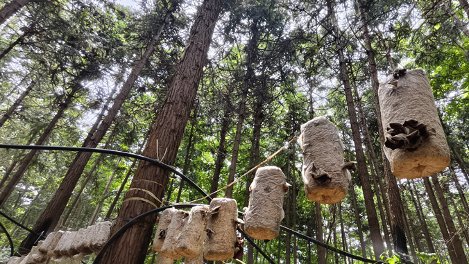 行進中國 | 綠蔭樹下寶藏多全域森林覆蓋率達71.83%的廣昌縣，林下經濟種植面積超20萬畝，種類涵蓋食用菌、中藥材、油茶等。