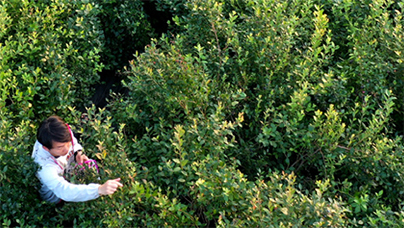 在這里，實現藍莓自由！今年藍莓產量預計300萬斤，銷售額有望突破3000萬元，這顆“藍果果”已成為富民強區的“金名片”。