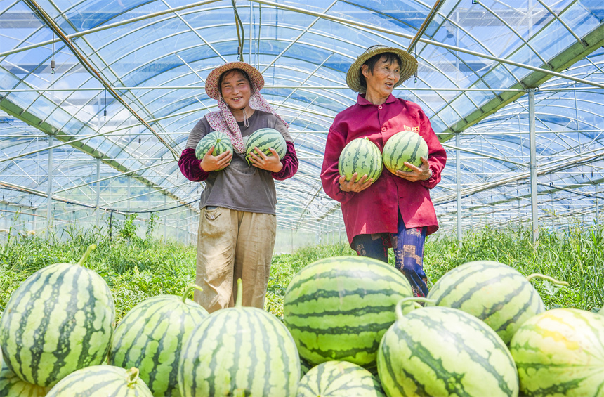 瓜農正在采收西瓜。謝東攝