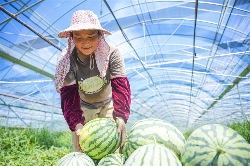 瓜農正在采收西瓜。謝東攝