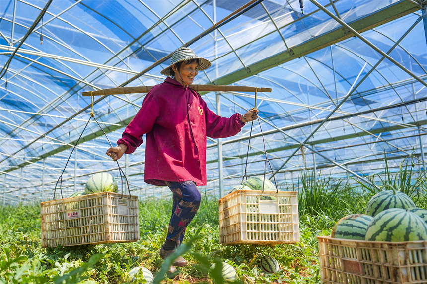 瓜農正在采收西瓜。謝東攝