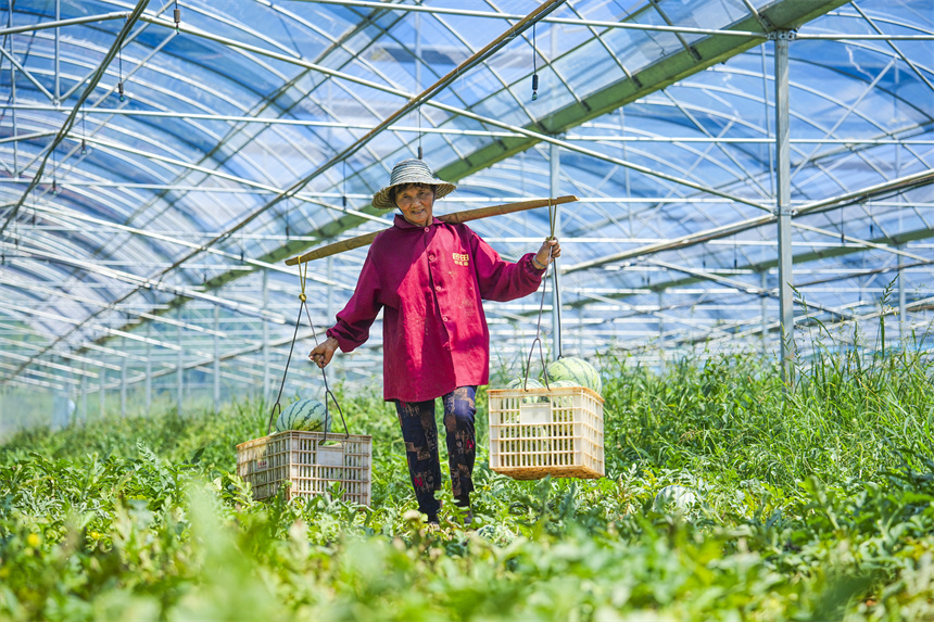 瓜農正在采收西瓜。謝東攝