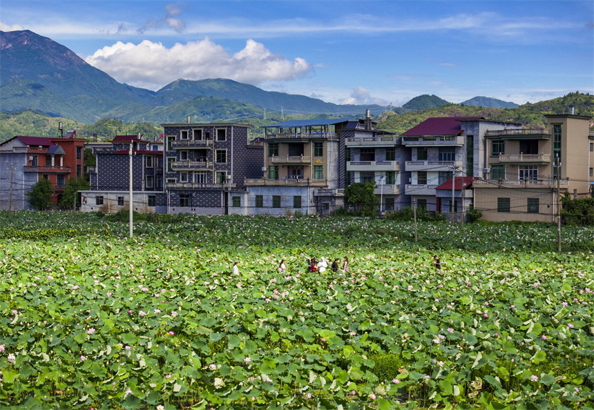 荷花競相綻放，吸引不少市民前來賞花、游玩。謝東攝