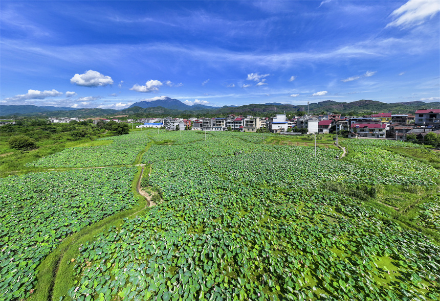 荷花競相綻放，吸引不少市民前來賞花、游玩。謝東攝