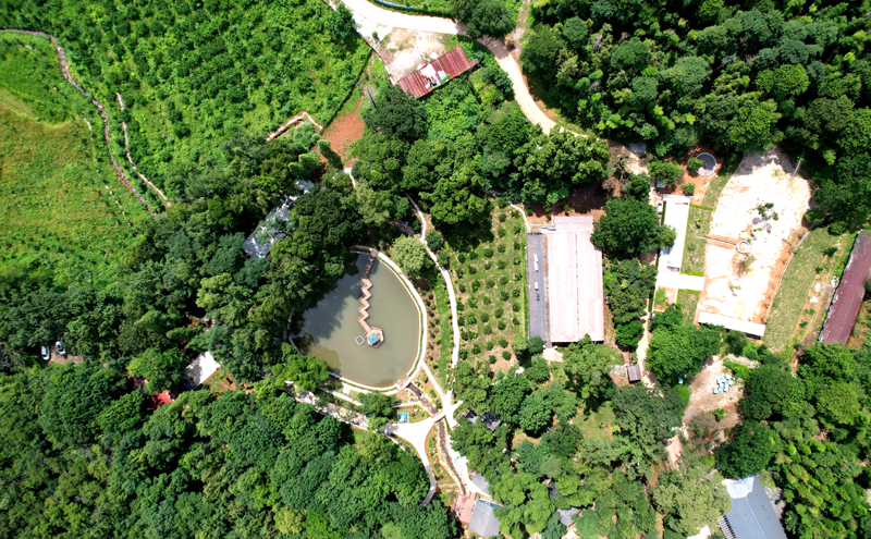 航拍鏡頭下的九峰山森林公園。鄺小文攝