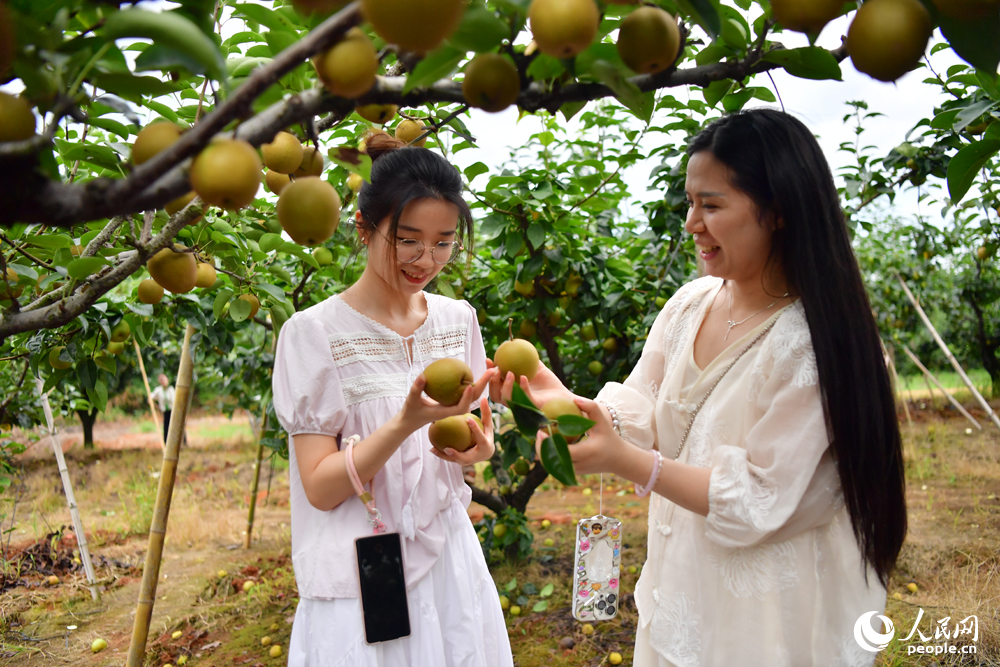 游客們在翠冠梨采摘園體驗采摘的樂趣。人民網記者 時雨攝