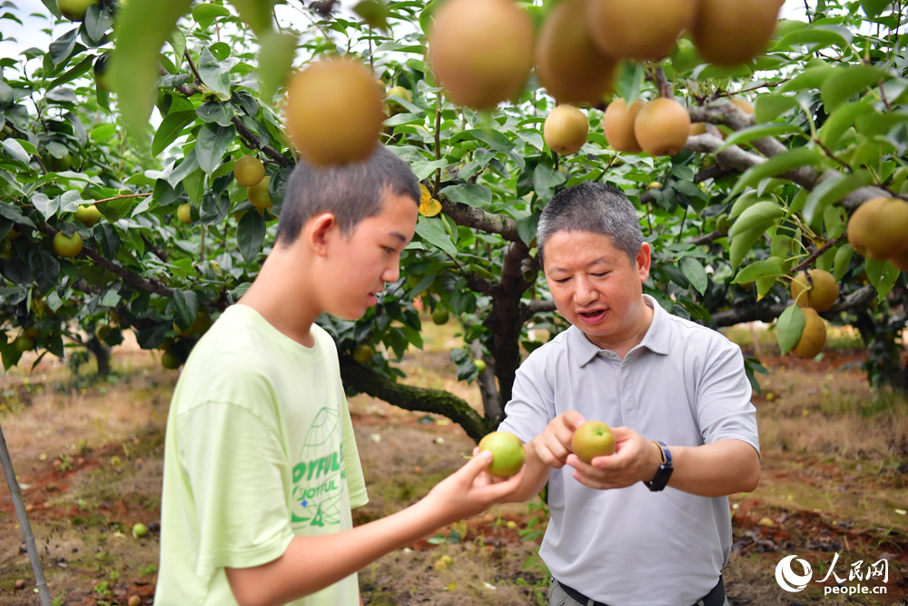 游客們在翠冠梨采摘園體驗采摘的樂趣。人民網記者 時雨攝
