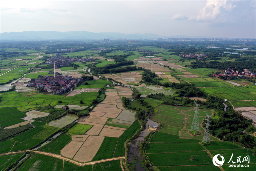 南昌紅谷灘區流湖鎮上房村的夏日田園在航拍鏡頭下呈現生機勃勃的景象。人民網記者 時雨攝