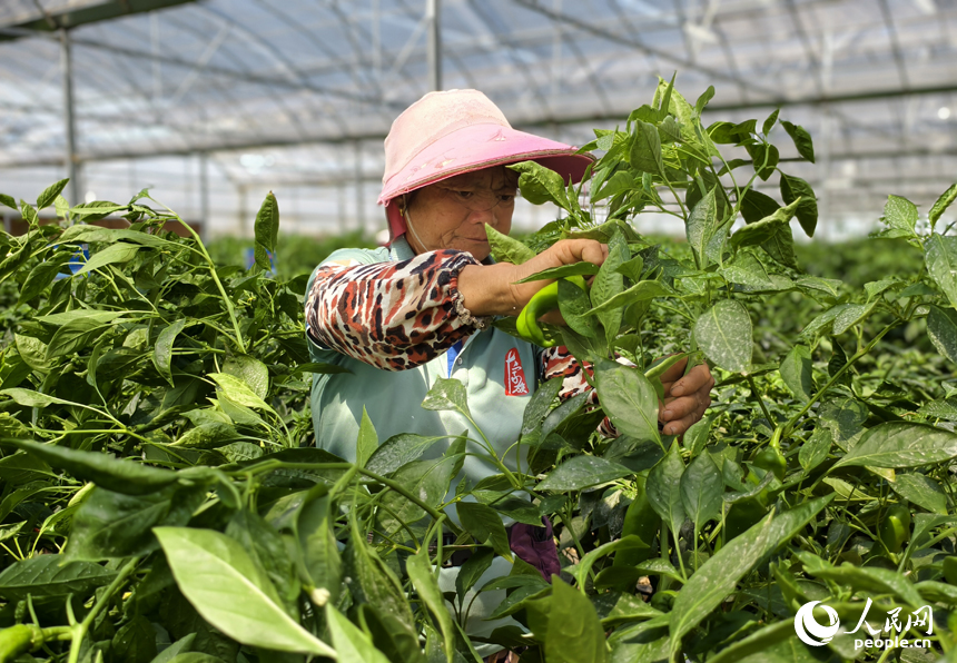 村民正在產業園大棚內采摘辣椒。人民網記者 時雨攝
