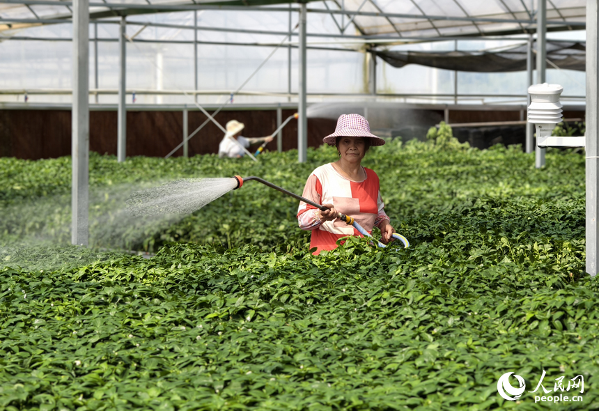 村民正在產業園大棚內澆水管護果蔬。人民網記者 時雨攝