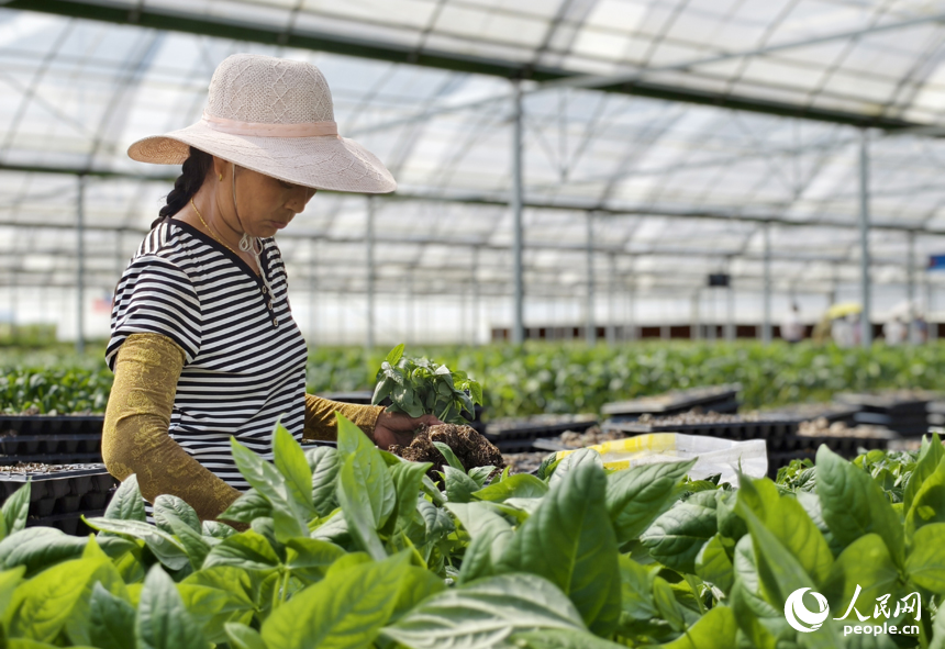 村民正在產業園大棚內采摘蔬菜。人民網記者 時雨攝