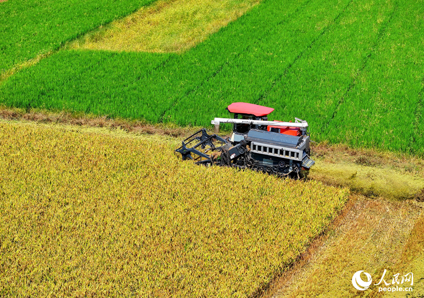 豐城市拖船鎮塘山村，農機手駕駛收割機在田間來回收割早稻。人民網 朱海鵬攝