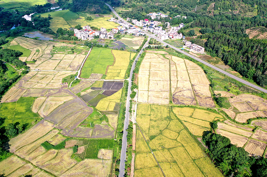 農機手駕駛收割機在收割早稻。