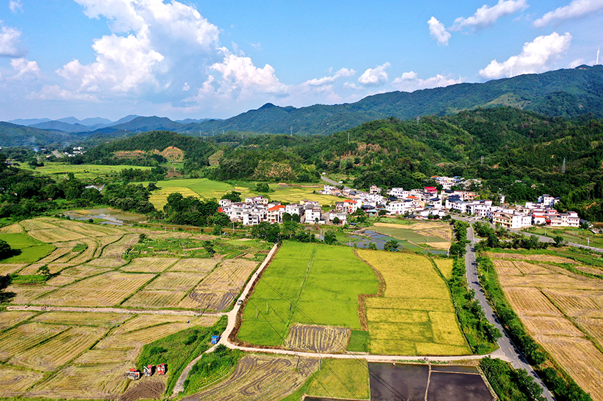 農機手駕駛收割機在收割早稻。