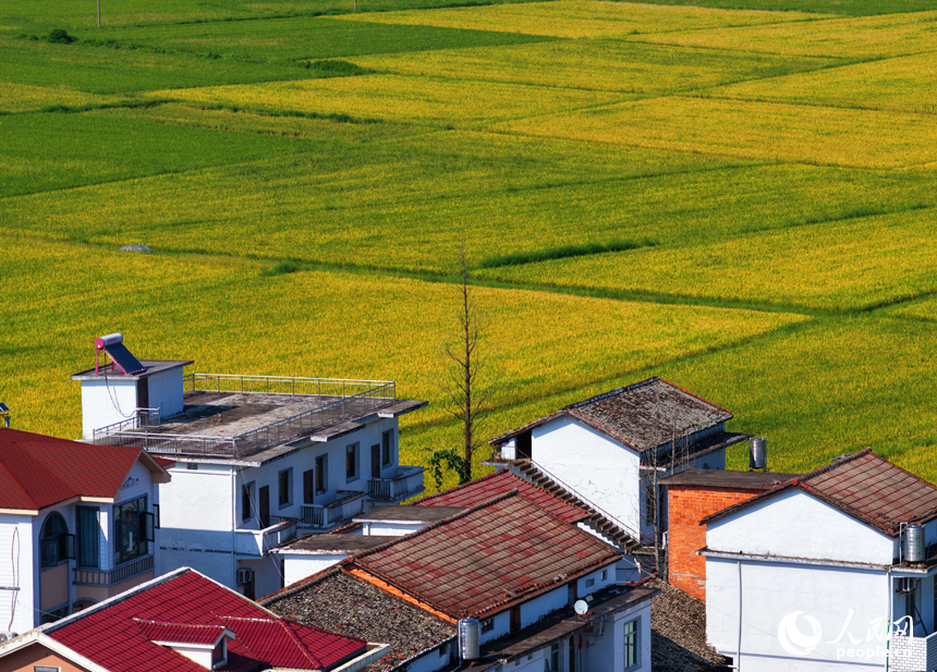 南昌縣幽蘭鎮，早稻逐漸轉黃，與道路、河流及村居構成一幅美麗的夏日田園畫卷。人民網記者 毛思遠攝