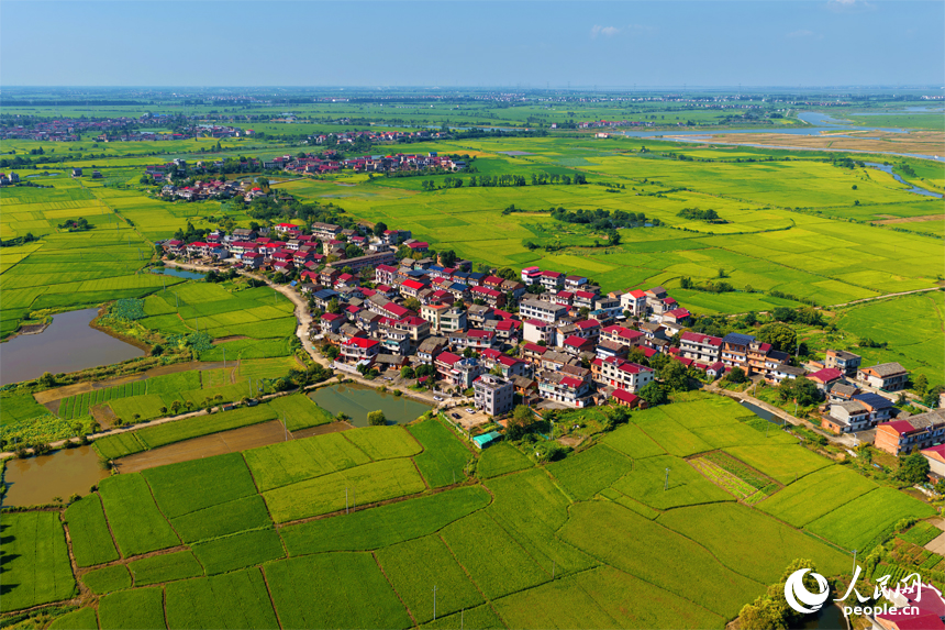 南昌縣幽蘭鎮，早稻逐漸轉黃，與道路、河流及村居構成一幅美麗的夏日田園畫卷。人民網記者 毛思遠攝