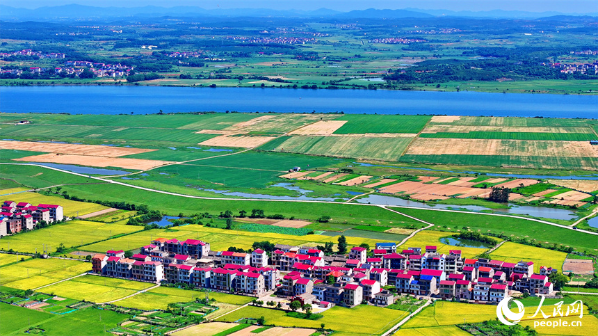 豐城市拖船鎮蛟湖村，錯落分布的房屋與河流、綠樹、農田相映成景。人民網 朱海鵬攝