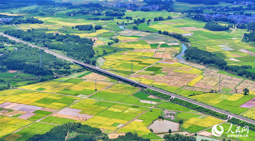 吉安市吉水縣醪橋鎮一帶，高標準農田里種植的早稻由青轉黃，疾馳的列車與遠處鄉村房屋、青山綠樹相映成景。人民網 朱海鵬攝