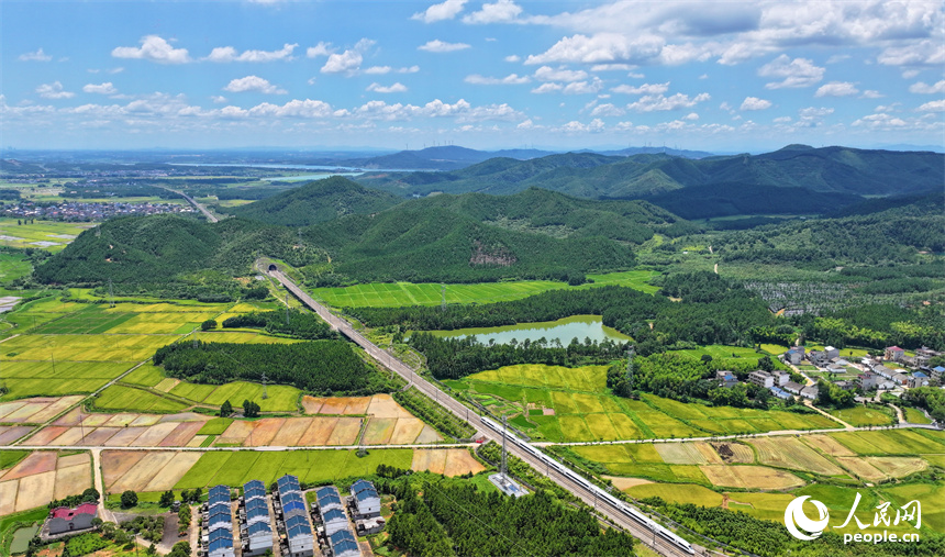 吉安市吉水縣醪橋鎮一帶，高標準農田里種植的早稻由青轉黃，疾馳的列車與遠處鄉村房屋、青山綠樹相映成景。人民網 朱海鵬攝