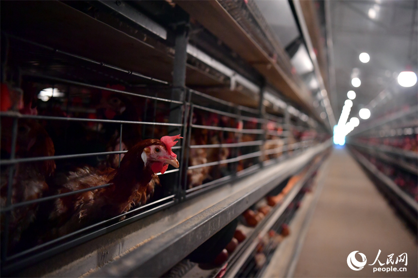 養雞場依托先進的自動化養殖設備與信息化管理系統使得場內干凈整潔無異味。人民網記者 時雨攝